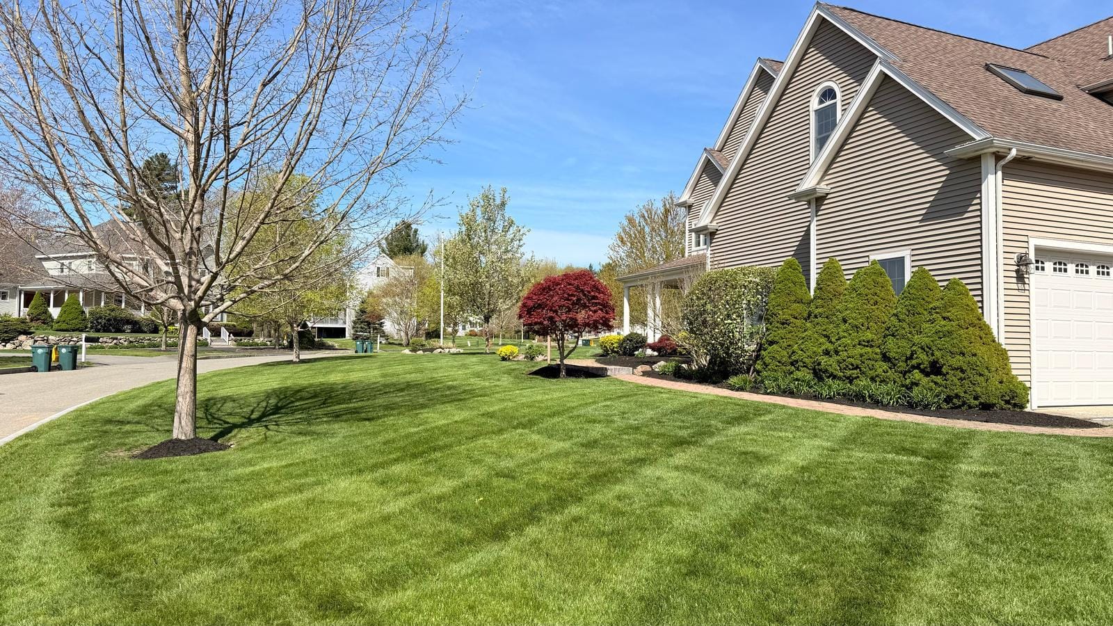 Lawn, Beds & Shaped Shrubs